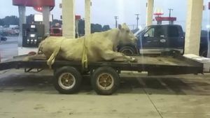Cow strapped down on flatbed