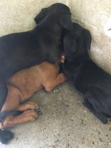 Nueces 3 puppies