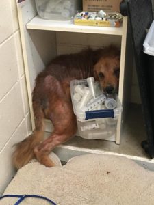 dog saved from euthanasia 2
