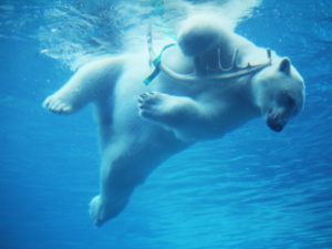 swimming-polar-bear