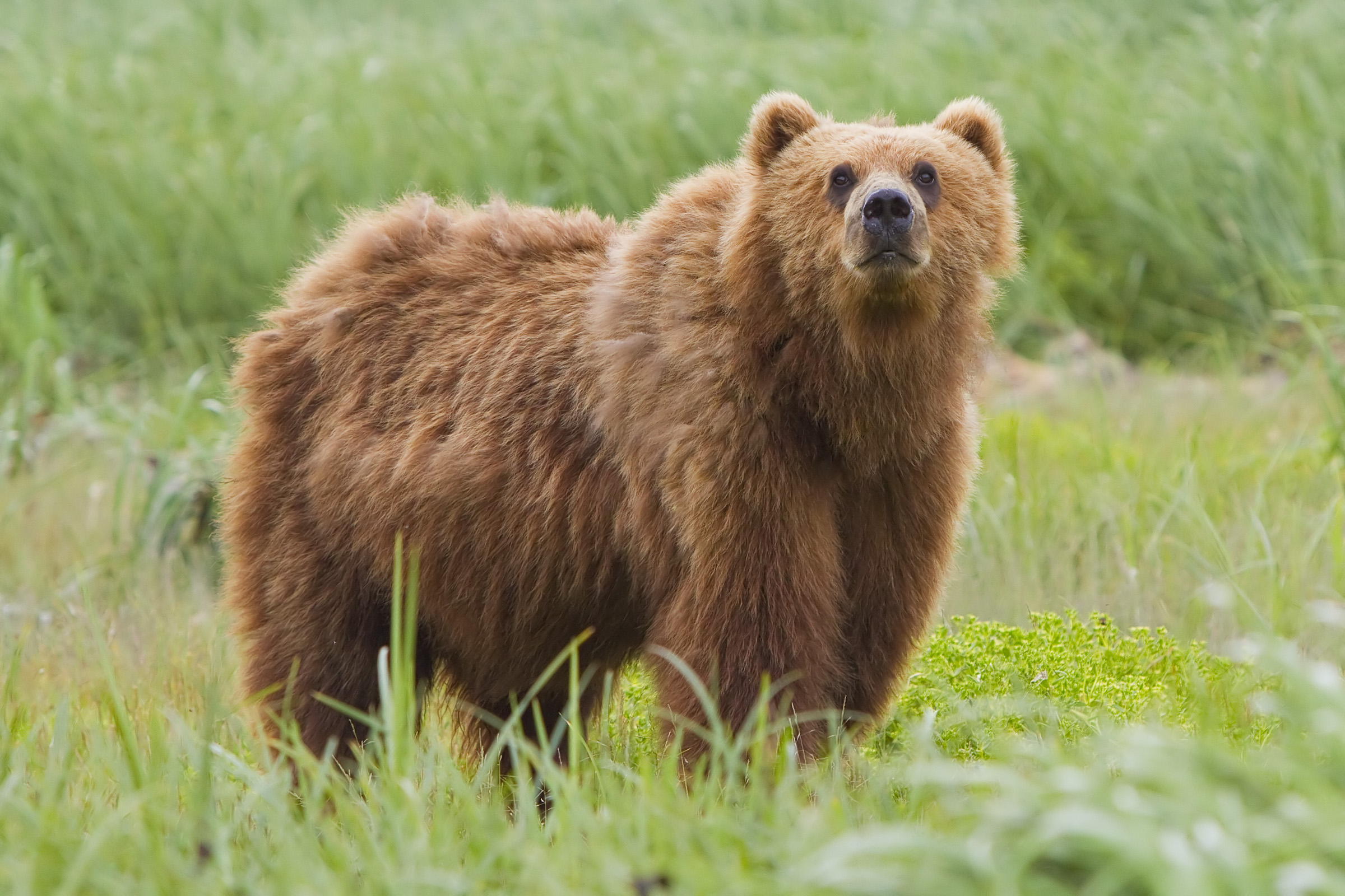 2010-kodiak-bear-1