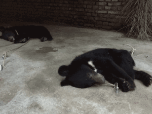 Baby bears being trained for circus 2