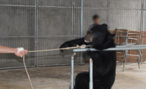 Baby bears being trained for circus 3