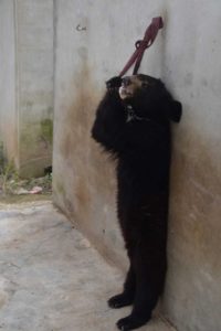 Baby bears being trained for circus 4