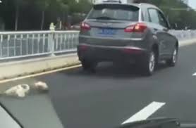 China dog dragged behind car