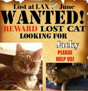 Jacky the lost cat