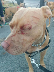 Images taken from facebook of Bandida the dog. Pitbull attacked by a cat in Vancouver. Pictures taken by Javiera Rodriguez. Owner is reported as being Kyla Grover. Images taken without permission. Credit Facebook / Javiera Rodriguez