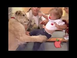 Lion snatches up baby on live tv