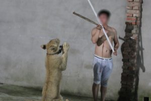 Lion trained PETA