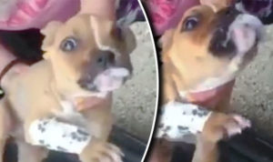 Puppy chokes on own vomit