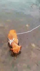 Shivering dog left tied in river cover