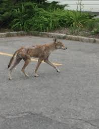 Toronto coyote