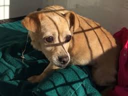 chihuahua-rescued-from-storm-drain-3