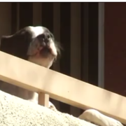 Dog abandoned on apartment balcony