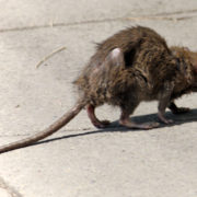 rats carry deadly virus