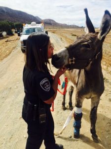 fontana-police-depart-burro-3