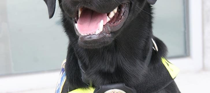 Police Canine Diego