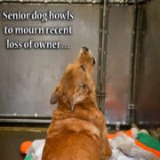 Senior dog howls in kennel