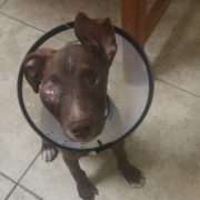 Horribly injured puppy