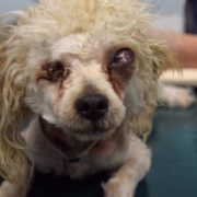 Neglected dog to lose eyes