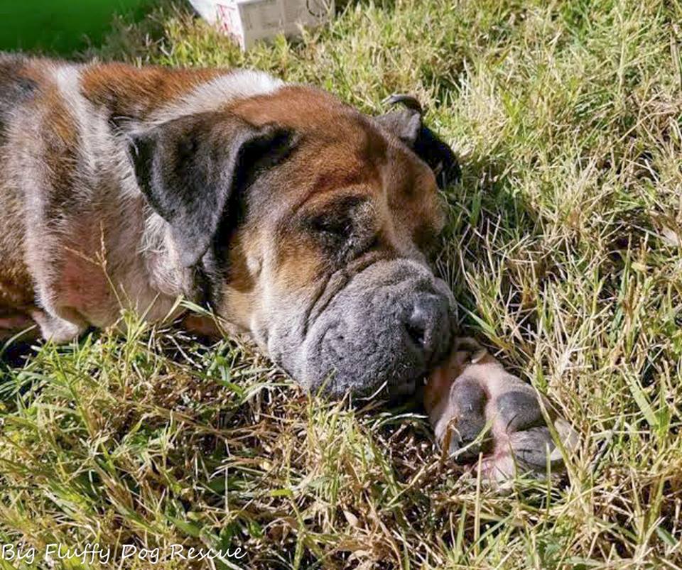 Three-legged dog left to die