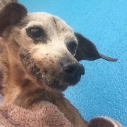 Dog with rotten mouth discovered