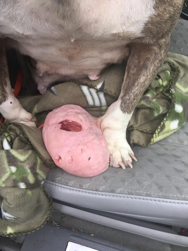 Dog with face-sized tumor