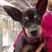 Senior dog surrendered by family who was too busy