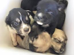 9-puppies-found-inside-of-cooler-2