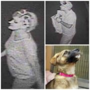 Puppies stolen from shelter