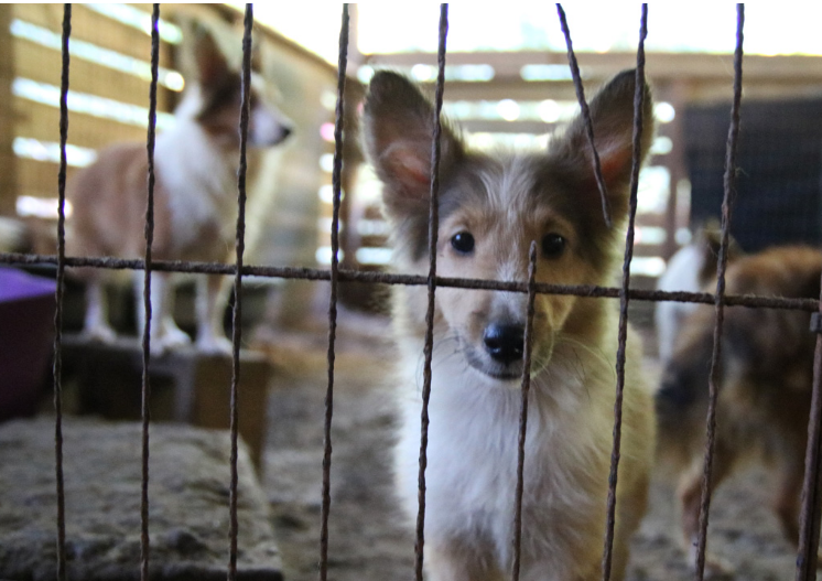 50 Shelties rescued