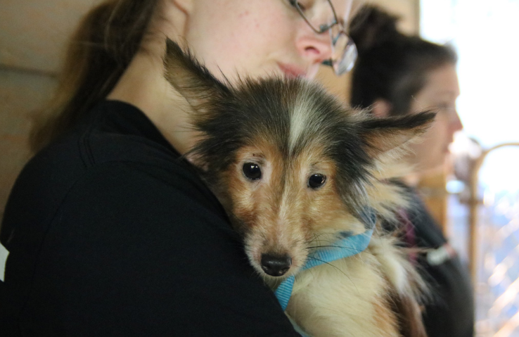 50 shelties rescued