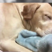 Dog shot and killed during break in