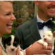 Couple chooses puppies for wedding photos