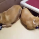 Dogs in fear after being surrendered