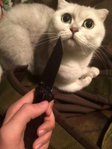 Pic shows: one of the two girls is holding knife in front of the cat; A teenage girl has been arrested for torturing and killing cats and dogs with her friend and then posting the footage of their reign of terror online. Alina Orlova, 17, was arrested in the far eastern Russian city of Vladivostok where she was waiting for a connecting flight between her home city of Khabarovsk in south-eastern Russia to St Petersburg in the north-western part of the country. She and her friend, Kristina K., who likes to wear horror movie-style makeup and contact lenses, posted photographs and videos of themselves apparently torturing and killing cats and dogs for "bloodlust". The horrific images show one dog nailed to a wall as if it had been crucified and another hanging by its collar and then shot with an air gun. Other animals are seen dead - including one which the girls cut open to pull out its internal organs. Police became involved after animal lovers reacted with outrage to the graphic images that were posed on social media. Local residents started a petition calling on the authorities to do something about the teenage torturers. Both of the callous girls are students and live in the city of Khabarovsk in south-eastern Russiaís Khabarovsk Krai region. They said they had been adopting unwanted animals which they had promised to look after but instead they had tortured and killed them, posting photographic evidence online. Orlova is seen clutching a cute puppy with her mouth open wide as if she is about to bite it, and another image shows Kristina menacingly holding a hammer and a nail. Netizen ëDmitriy Dmitrieví said: "Somebody should do the same to them, in the same manner they treat these animals." And ëMaria Ivanoví added: "OMG, I feel so bad after seeing it. One of the dogs that is still alive looks so adorable on the photo and is already hanging dead on the other one. "How can their mothers defend it. I would have probably reported on my child if he did something like that. Horrible." Orlova also posted that she was planning to kill her own mother, asking people how long she would have to stay in prison if she was caught. Kristina's family are believed to have close ties to the local police force in Khabarovsk, according to local media. Khabarovsk, the administrative centre of Khabarovsk Krai, lies just 30 kilometres (18 miles) from the Chinese border, at the confluence of the Amur and Ussuri Rivers.