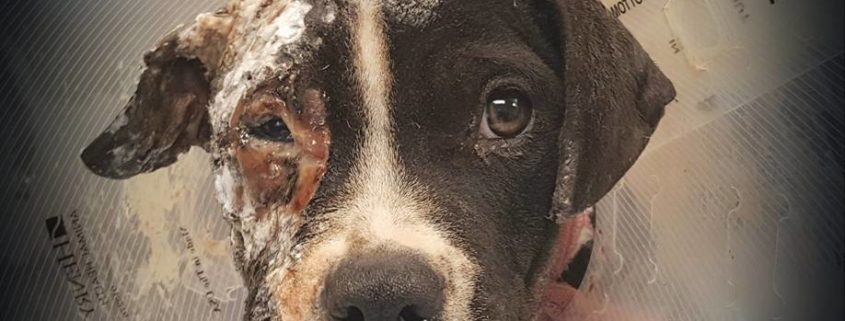 Puppy died after being burned and beaten