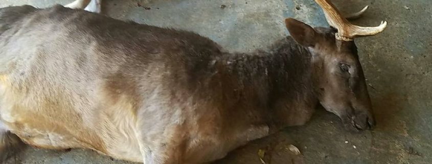 Pet deer shot and killed in Texas
