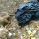 Skeletal dog found discarded in trash bag