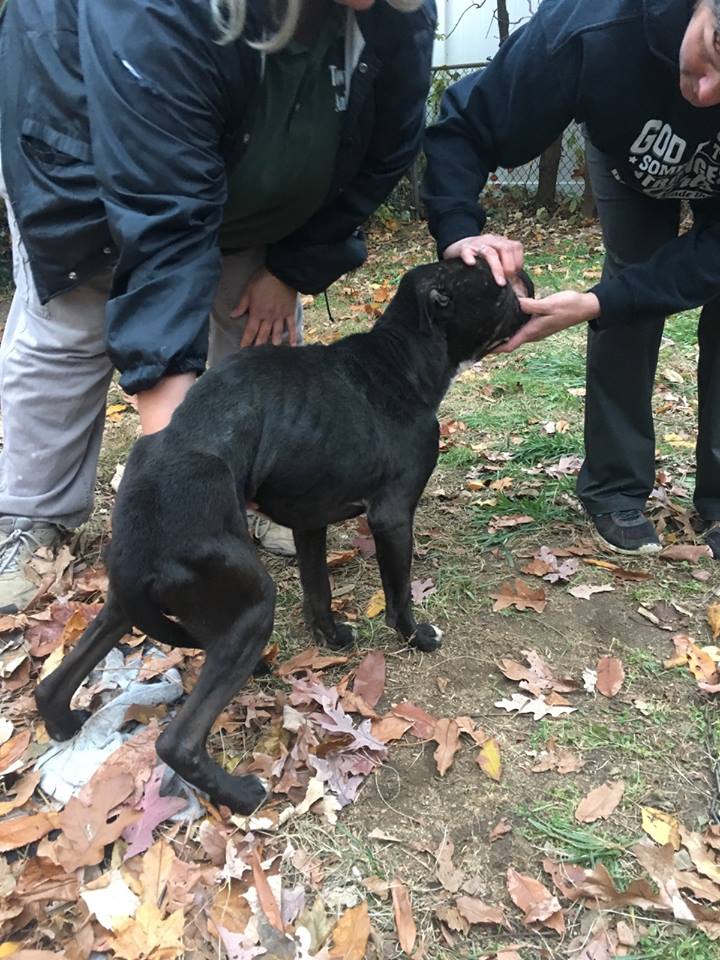 Dead and dying dogs found at home