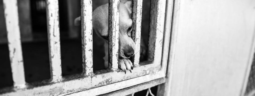 Sweetheart waits alone behind bars