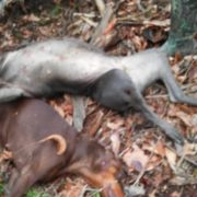 Man claims that hunter killed his 2 dogs