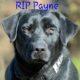 Fallen Canine Officer Payne