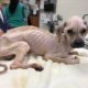 Emaciated dog tossed from moving vehicle