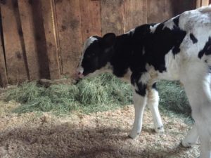 calf-in-the-stall