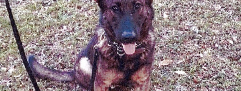 Police canine killed by suspect