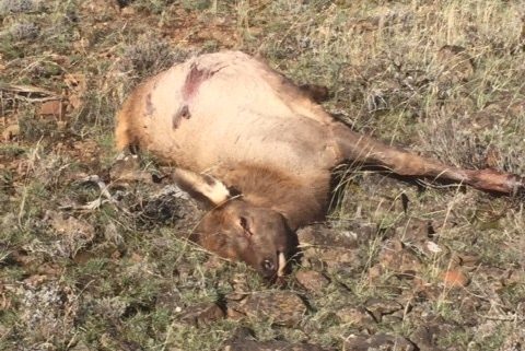Elk killed by poachers