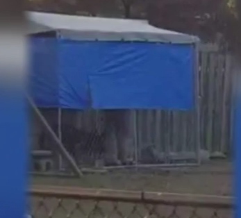 Video appears to capture dog abuse