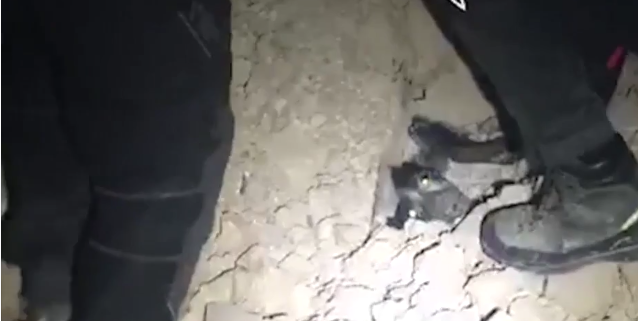 Dog rescued from rubble