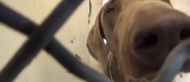 Blind dog surrendered to busy animal control